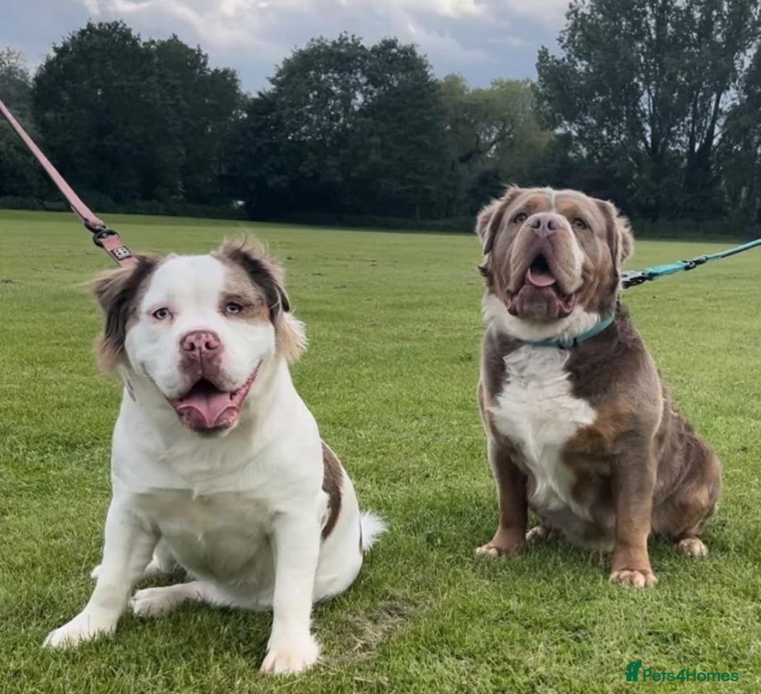 Olde English Bulldogge dogs for sale: READY NOW ✨ FLUFFY OLDE ENGLISH BULLDOGS  - Image 21