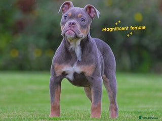 Olde English Bulldogge dogs - Advert 1