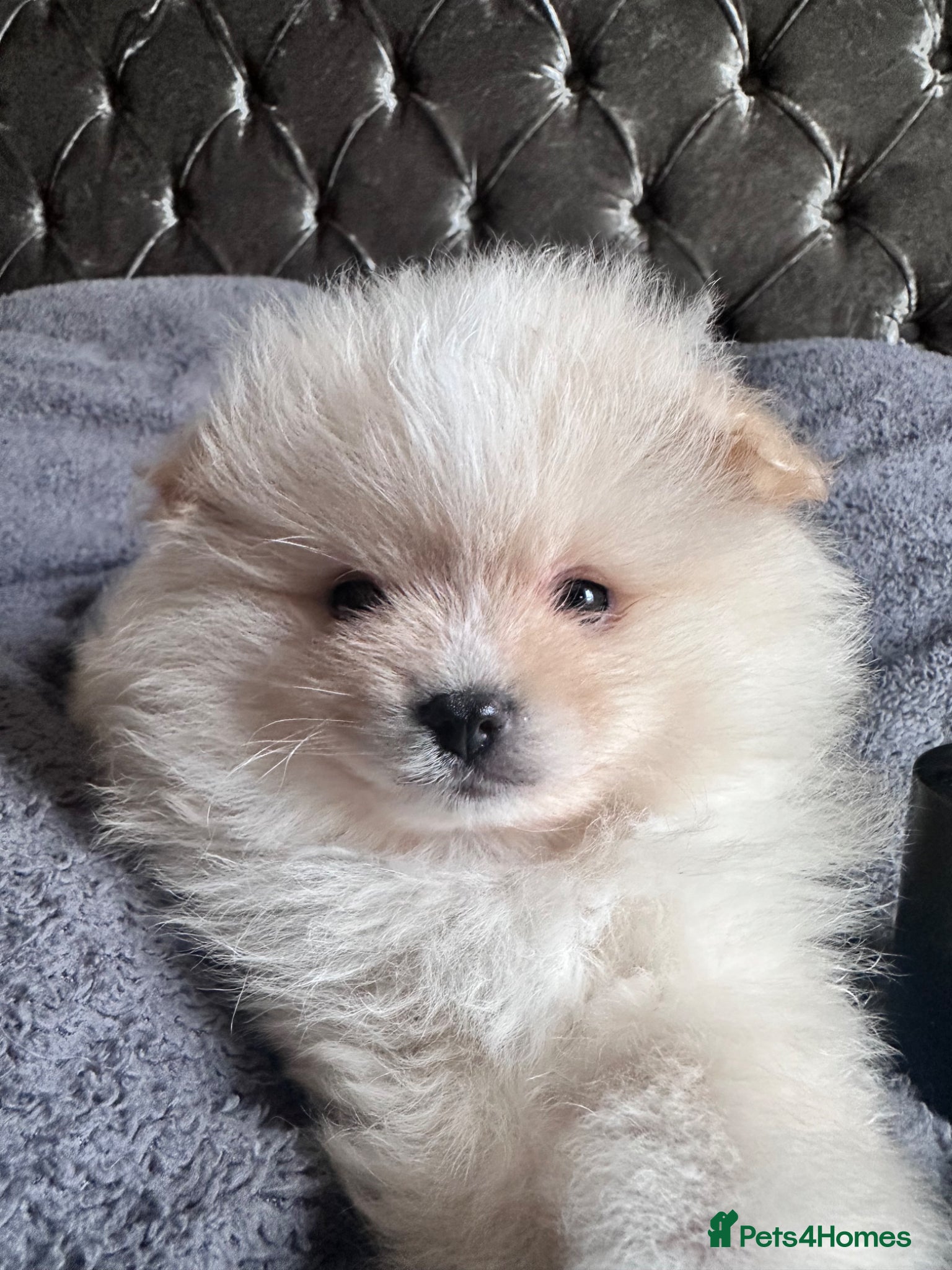 Pomeranian dogs Double Champion Lines Pomeranian KC Reg - Advert 4