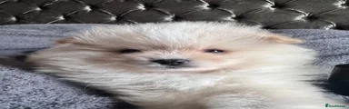 Pomeranian Puppy 4