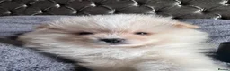 Pomeranian dogs for sale: Double Champion Lines Pomeranian KC Reg - Advert 28