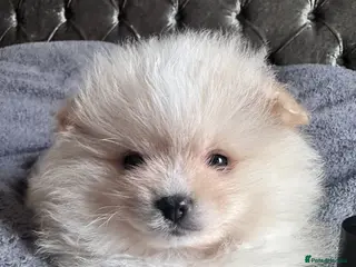 Pomeranian dogs Double Champion Lines Pomeranian KC Reg - Advert 4