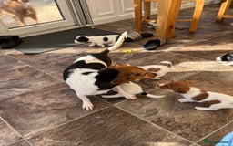 Jack Russell dogs for sale: Stunning little boys and girls - Image 34