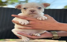French Bulldog dogs for sale: Beautiful French bulldog puppies Available  - Image 11