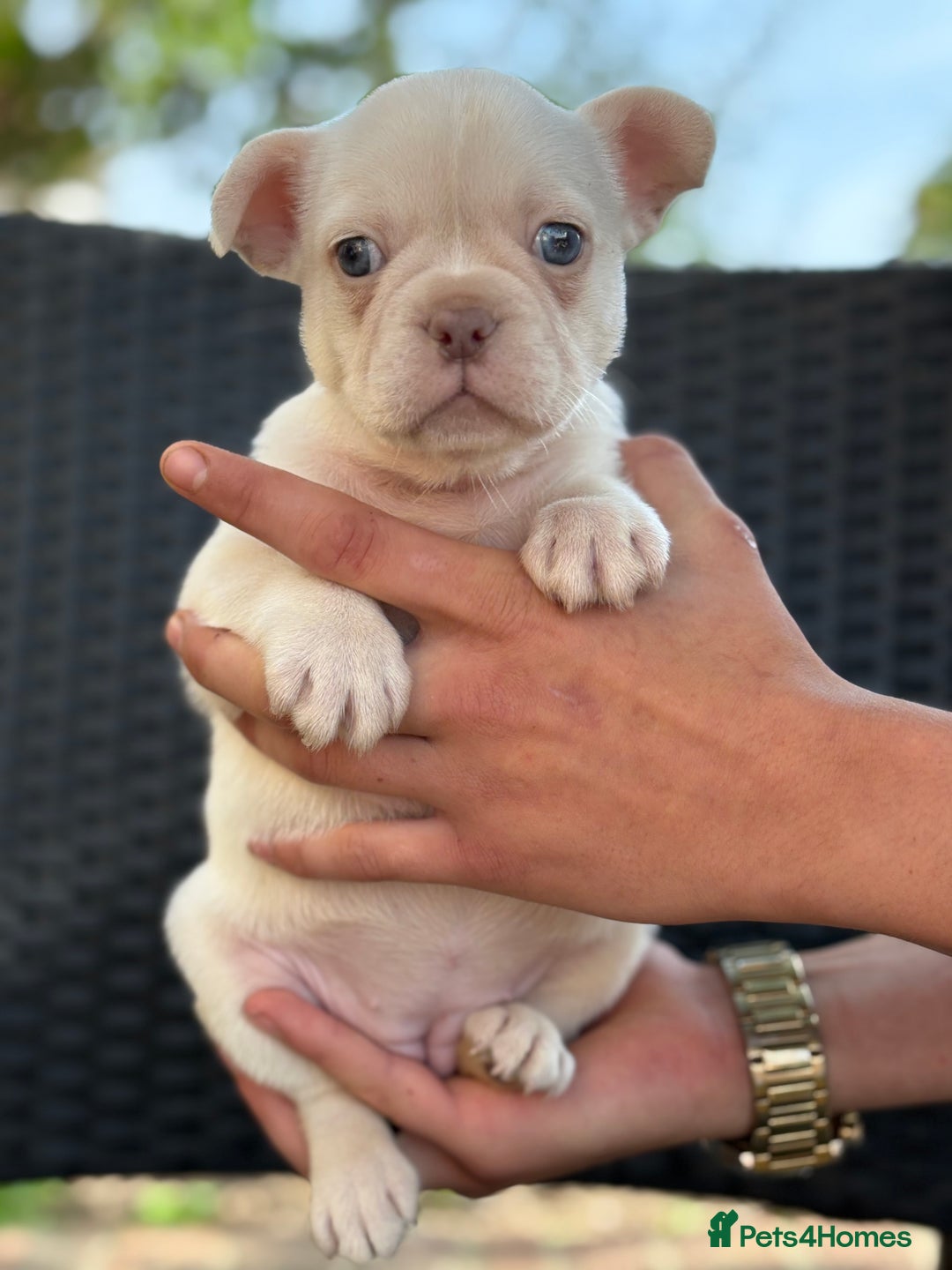 French Bulldog dogs for sale: Beautiful French bulldog puppies Available  - Image 11