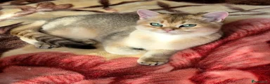 British Shorthair 2