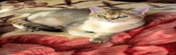 British Longhair cats for sale:  Tica registered BLH/BSH golden shaded  kittens  - Advert 26