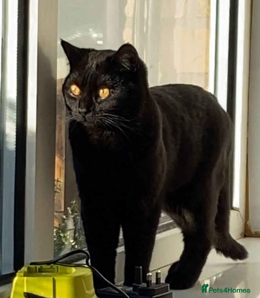 Mixed Breed cats Junior Male Cat - Advert 1