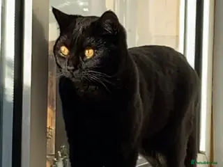 Mixed Breed cats Junior Male Cat - Advert 6