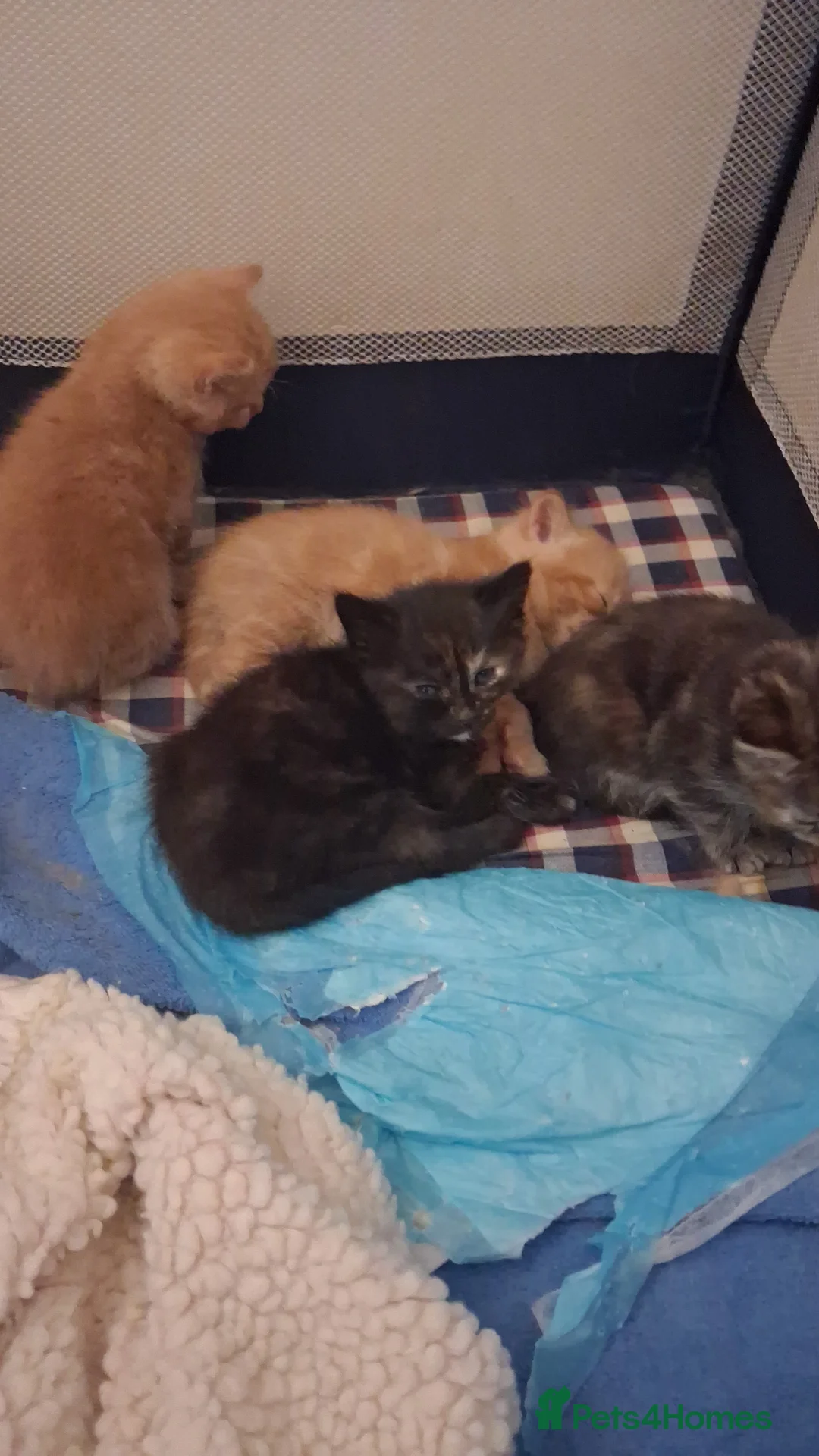 Mixed Breed cats for sale: Kittens  - Advert 2