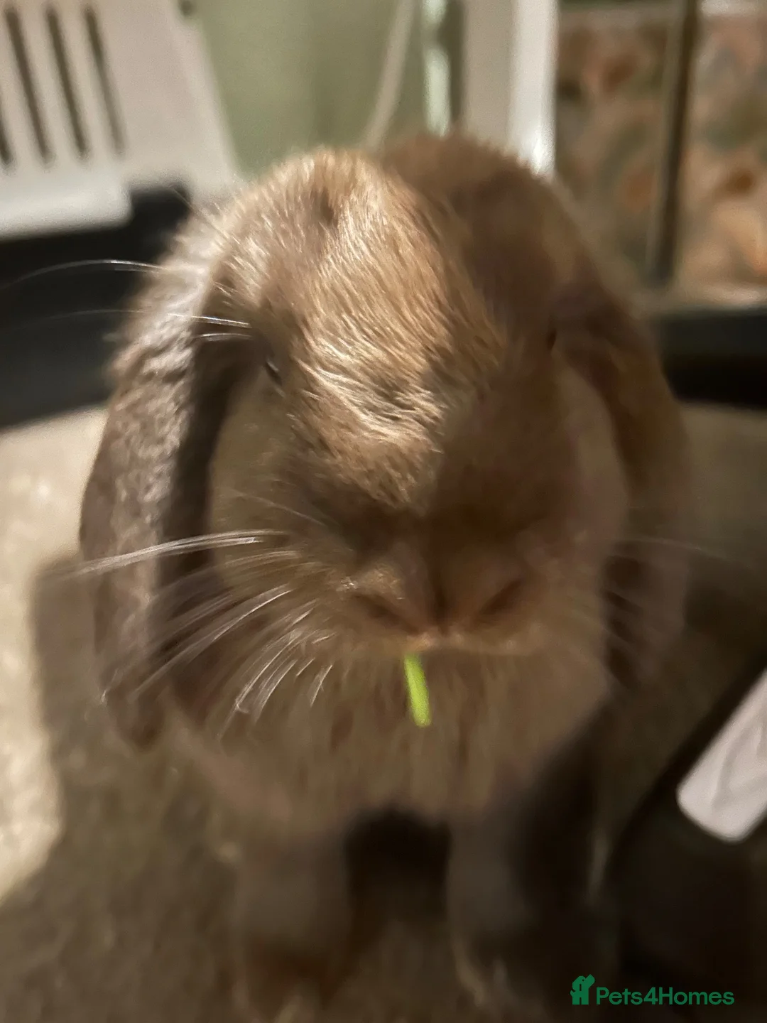 Guinea Pig rodents for sale: Female rabbit 5 months  - Advert 4