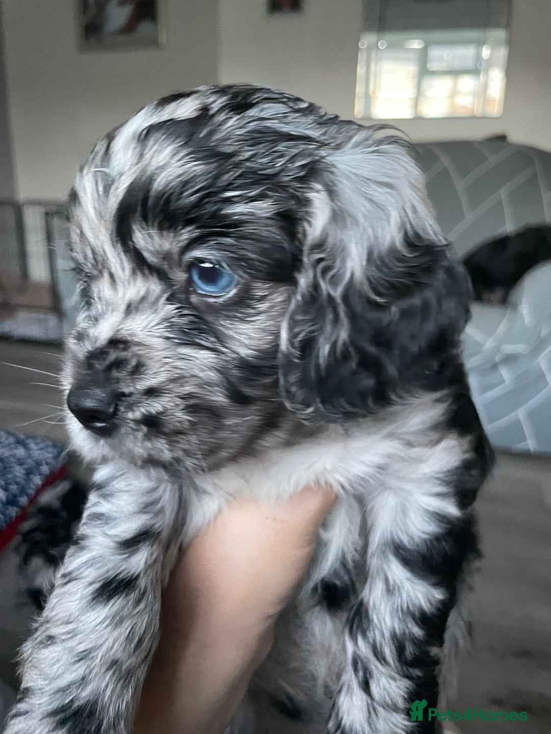 Mixed Breed dogs for sale: Puppies  - Image 2