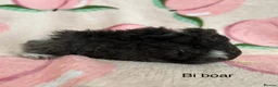 Guinea Pig rodents for sale: Lunkarya - Advert 1