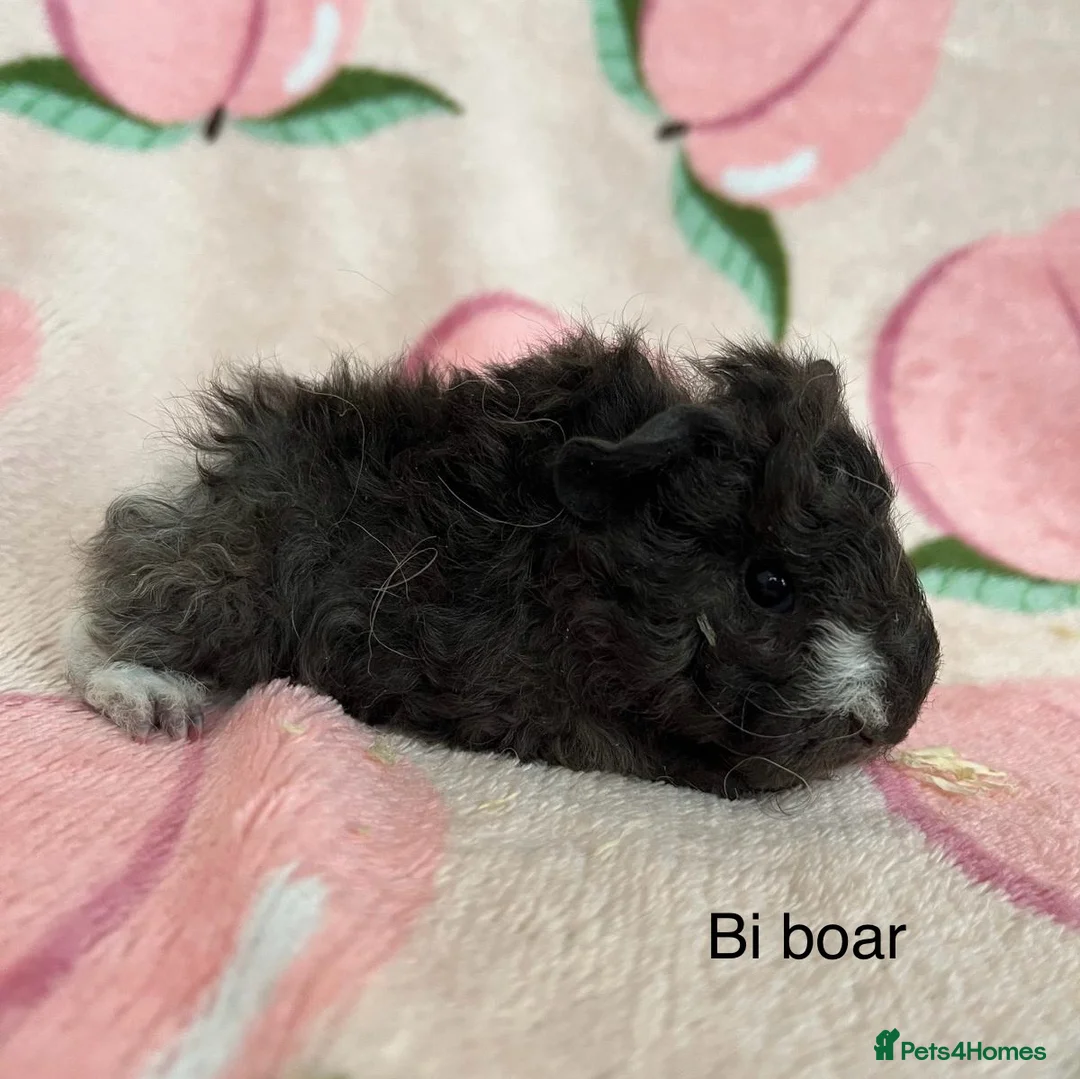 Guinea Pig rodents for sale: Lunkarya - Advert 1