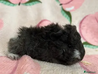Guinea Pig rodents Lunkarya - Advert 4