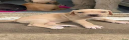 Mixed Breed dogs for sale: Bullmastiff cross cane corso - Advert 7