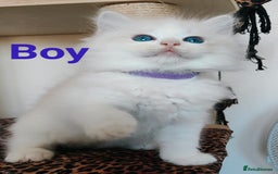 Ragdoll cats for sale: GCCF REGISTERED EUROPEAN LINE RAGDOLL KITTENS  - Image 1