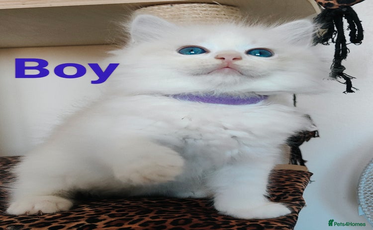 Ragdoll cats - Advert 8