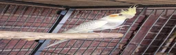 Cockatiels birds for sale: Super silly hand tamed baby cockatiels for sale  - Advert 12