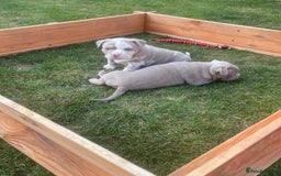 American Bully dogs for sale: Pocket bully’s  - Image 8