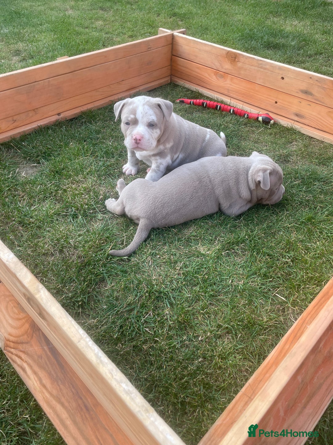 American Bully dogs for sale: Pocket bully’s  - Image 8