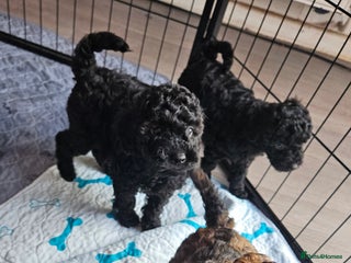Miniature Poodle dogs Beautiful Health Tested Poodles - Advert 1