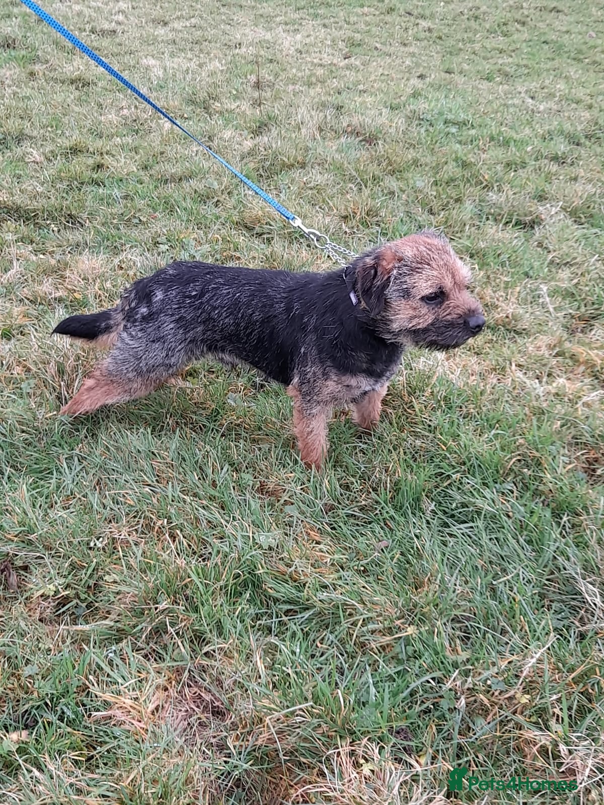 Border Terrier dogs Last little girl looking for her forever homes - Advert 17