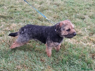 Border Terrier dogs Last little girl looking for her forever homes - Advert 17