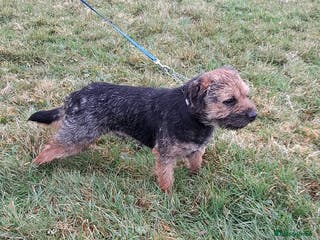 Border Terrier dogs Last little girl looking for her forever homes - Advert 14