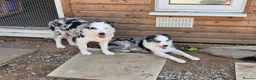 Border Collie dogs for sale: Blue merle border collie for sale  - Advert 8