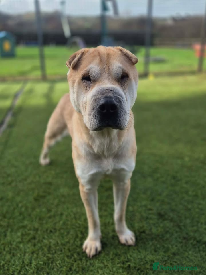 Mixed Breed dogs DOVE - 2 year old Shar Pei x Akita - Advert 1