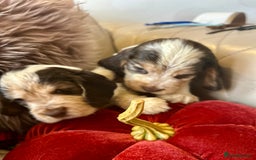 Cocker Spaniel dogs for sale: KC Show cocker spaniel pups chocolate Sable Roan   - Image 2