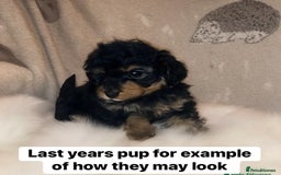Cavapoo dogs for sale: The wait is over Petite Toy Cavapoo puppies  - Image 2
