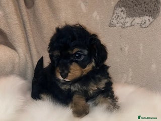 Cavapoo dogs - Advert 25