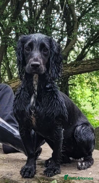 Cocker Spaniel dogs Kc registered working cocker spaniel puppies - Advert 4