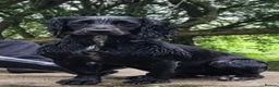 Cocker Spaniel dogs for sale: Kc registered working cocker spaniel puppies in Rotherham - Advert 1