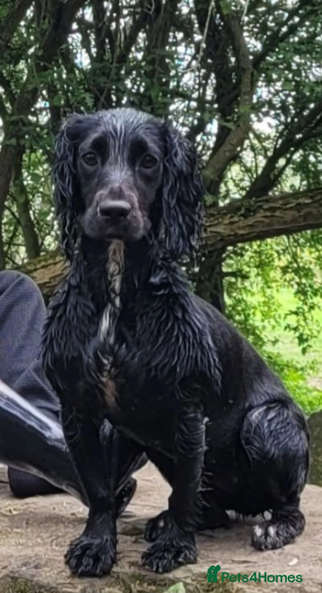 Cocker Spaniel dogs for sale: Kc registered working cocker spaniel puppies in Rotherham - Advert 1