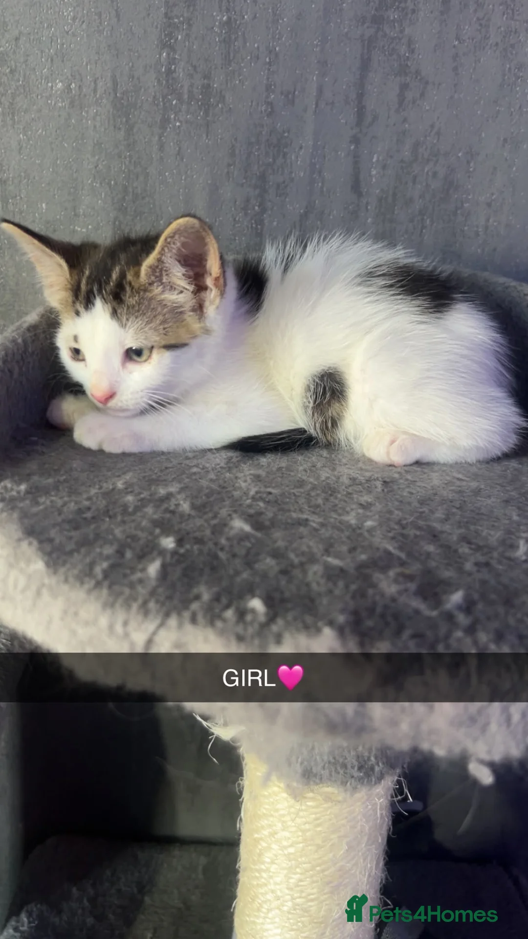 Mixed Breed cats for sale: 6 beautiful kittens  - Advert 2