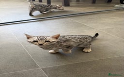 Bengal cats for sale: ❄️🐾Champion bloodline Snow Bengals 🐾❄️ - Image 10