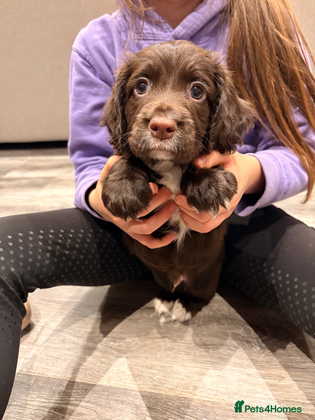 Cocker Spaniel dogs for sale: Available this week 2 beautiful spaniel puppies  - Advert 6