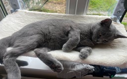 British Shorthair cats for sale: Female British shorthair  - Image 3