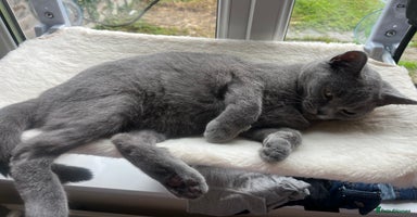 British Shorthair cats - Advert 1