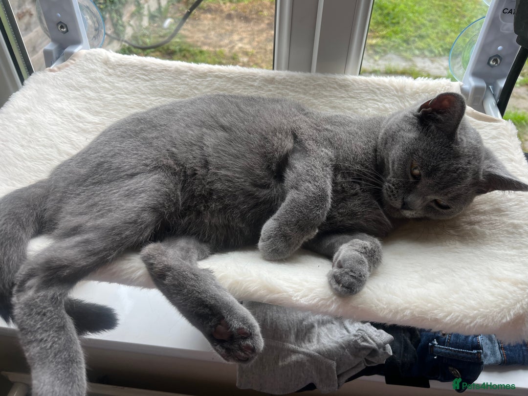 British Shorthair cats for sale: Female British shorthair  - Image 3