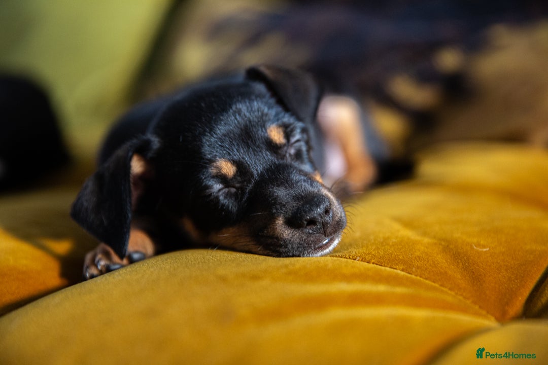 Mixed Breed dogs for sale: Daxijax/Jackshund/Dachshund/Jack - READY TO GO - Advert 23