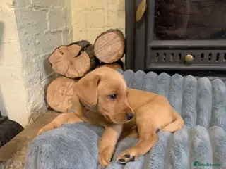 Labrador Retriever dogs KC Labrador puppies 🐾 - Advert 18