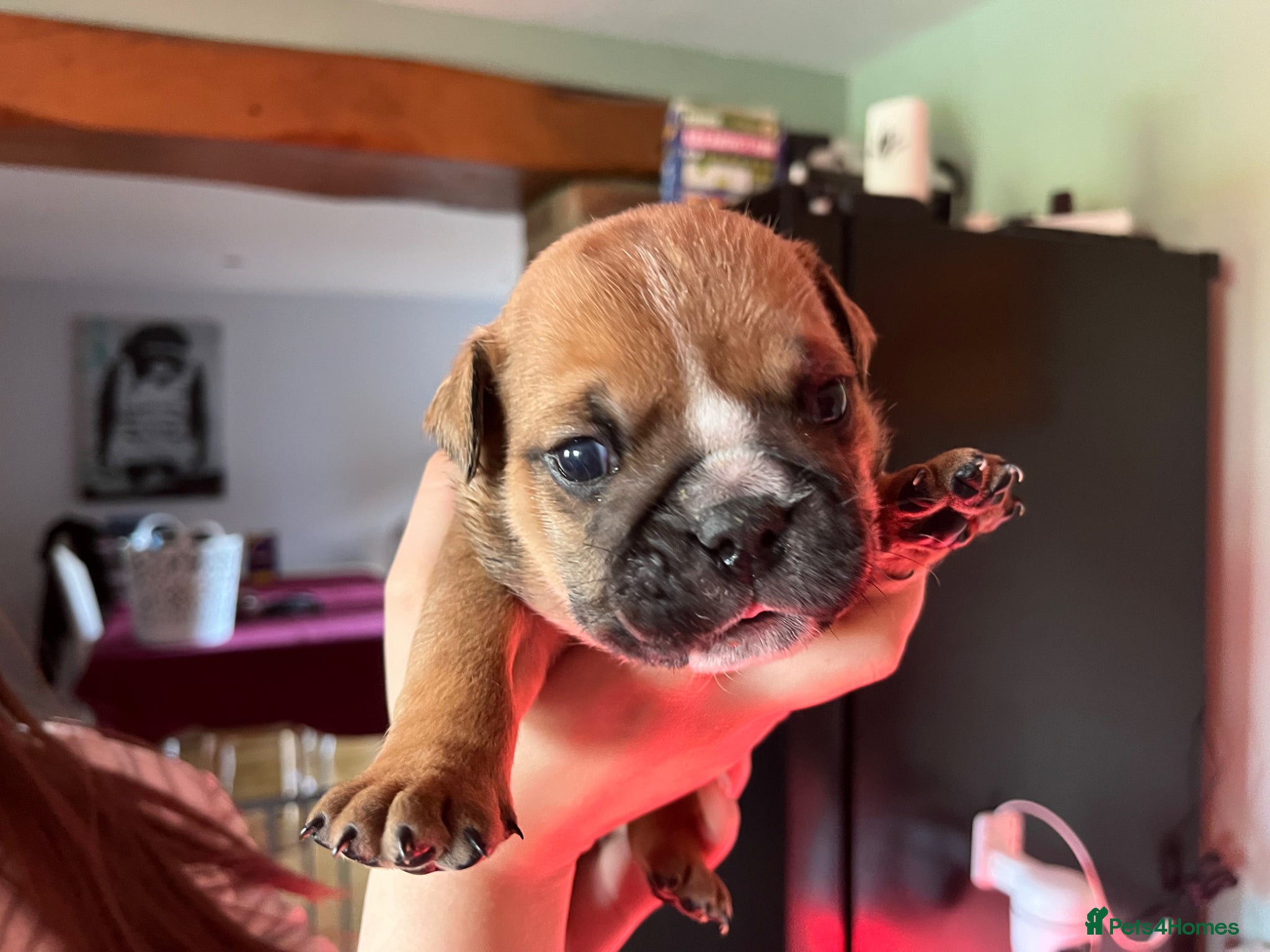 English Bulldog dogs red and white bulldog pupps  - Advert 2