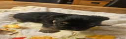 Yorkshire Terrier dogs for sale: My Luna have 4 puppies on 16 may   in Boston - Advert 14
