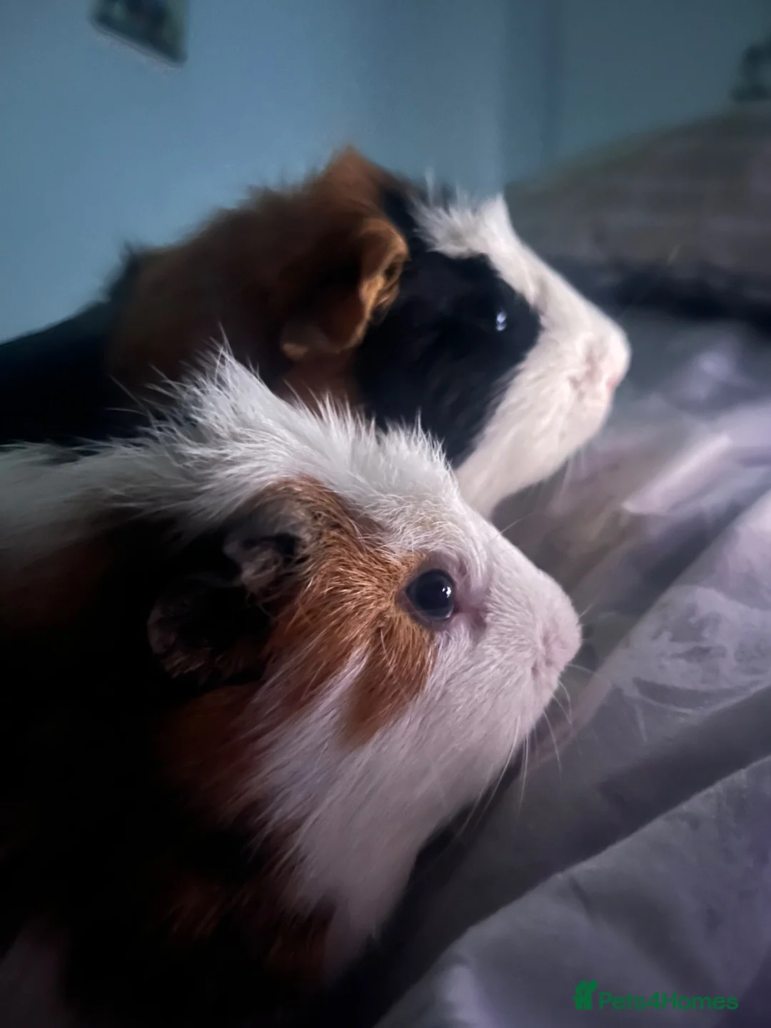 Guinea Pig rodents for sale: 2 guniea pigs for sale, urgently trying to rehome in Walsall - Advert 1