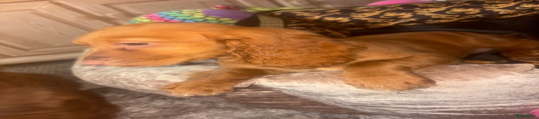 Golden girl number 2