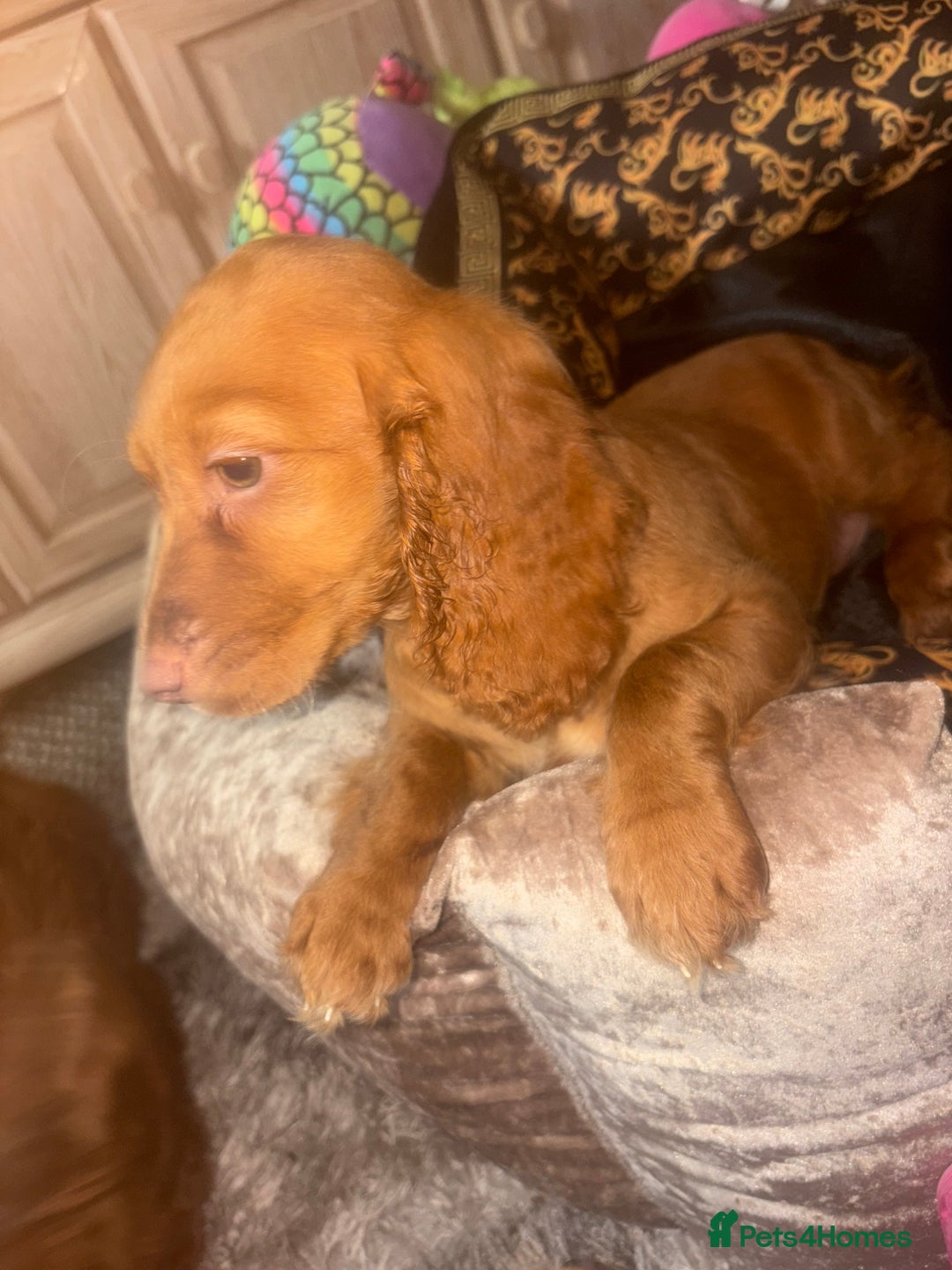 Cockapoo dogs for sale: 3 girl cockerspaniel/cockapoo pups left  - Image 10